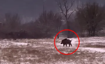 VIDEO: Vo Zvolene sa pohybuje diviak. Podľa miestnych sa to deje pravidelne, už mu aj vymysleli mená