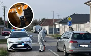 Čo by ste mali vedieť o nákaze slintačky, ktorá už prišla aj na Slovensko? Liek neexistuje, riešenie je len jedno