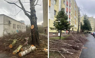 FOTO: Sľúbili, že briez v Sásovej sa nedotknú, aj tak ich orezali, hnevá sa obyvateľka Rozália