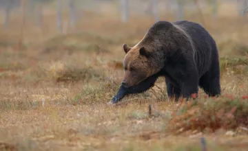 Tejto lokalite sa radšej vyhnite. Pár kilometrov od Banskej Bystrice spozorovali medvedicu s troma mláďatami