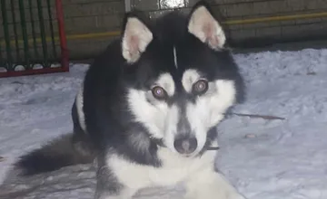 Psík z okolia Novej Bane potrebuje okamžitú pomoc, ak sa ho nik neujme, čoskoro zomrie