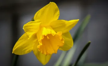 Vo štvrtok zaplavia ulice narcisy, symbol podpory pacientov bojujúcich s rakovinou, prispieť môžete aj inak