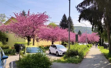 Zažite kúsok japonskej kultúry v Banskej Bystrici na Jilemnického ulici už túto nedeľu 