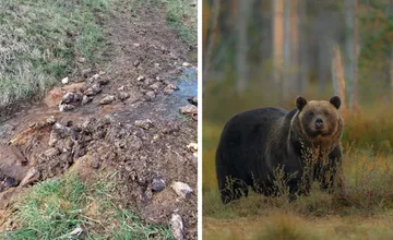 Miestni upozorňujú na vnadisko pri Banskej Štiavnici, boja sa medveďov a sú aj nahnevaní