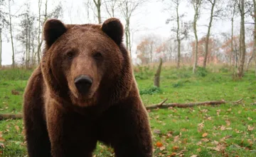 Obec medzi Banskou Bystricou a Sliačom upozorňuje na výskyt medveďa, v tejto lokalite si dajte pozor