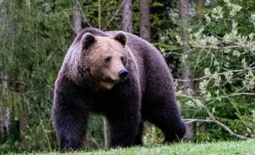 V obci pri Brezne sa pohyboval medveď, starosta varuje obyvateľov pred touto lokalitou