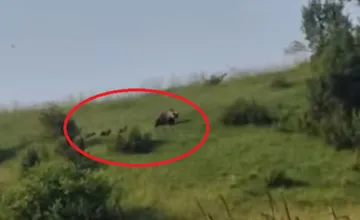 Pri obci neďaleko Banskej Bystrice videli medvedicu s tromi mláďatami, v tejto lokalite si dajte pozor