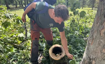 V korunách stromov zasahujú majstri. V žiarskom parku ošetrujú stromy najlepší slovenskí arboristi 