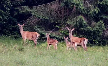 FOTO: Peter zachytáva na Horehroní jedinečné zábery lesnej zveri, nemusel by sa za ne hanbiť ani v National Geographic