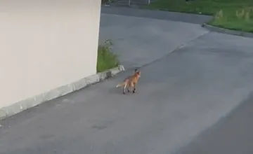 VIDEO: Zlatopotocká líška zábava Zvolenčanov. Po sídlisku behá pravidelne, ľudia ju po večeroch sledujú z balkóna