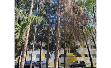 Budú sa v Sásovej píliť staré a odumreté stromy? Niektorí obyvatelia sa boja o svoju bezpečnosť