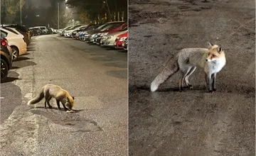 Banská Bystrica rieši výskyt zveri na sídliskách, líšku odchytili v areáli škôlky, pozornosť púta aj Žofka