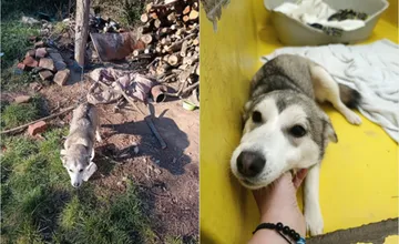 FOTO: Fenku Kikuš držali v obci pri Revúcej na krátkej reťazi bez vody a búdy, ako sa napokon skončil jej príbeh?