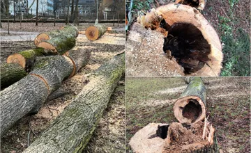 VIDEO: Na výrub v Mestskom parku v Bystrici sa valí vlna kritiky, podľa ľudí padli aj zdravé stromy, primátor reaguje