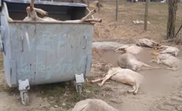 Pri bráne farmy na Muránskej planine ležali mŕtve ovce s podrezanými hlavami, okoloidúci ostali v šoku
