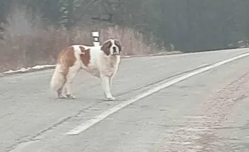 VIDEO: Zatúlaný bernardín postavil na nohy miestnych aj Labku pomoci, vodičov varujú pred týmto úsekom