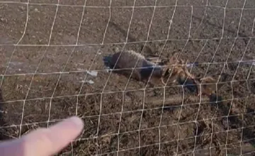 VIDEO: Daniel nad Dobronivskou priehradou je zapletený v drôtoch už viac než 8 hodín, ľudia sa mu snažia pomôcť