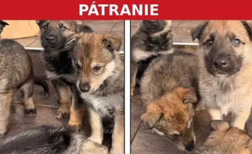 Pri Žarnovici záhadne zmizlo 7 malých šteniatok, ich matku mali zastreliť, obyvatelia organizujú pátranie