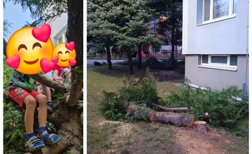FOTO: Mamičky z Bystrice kritizujú, že strom, na ktorom sa hrávali deti, vyrúbali. Mesto toto rozhodnutie obhajuje
