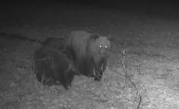 V Bystrickom kraji opäť upozorňujú na medvede, pri jednej z obcí sa pohybovala medvedica s mláďatami