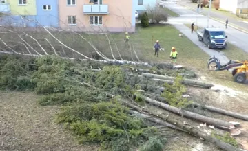 FOTO: V Bystrici padli ďalšie stromy, miestni sa hnevajú: Vypílime celú Bystricu? Mesto má na výrub vysvetlenie