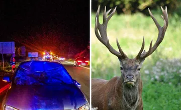 Pri Banskej Bystrici zažila babička s vnúčikom chvíle ako z hororu, do cesty im vbehol obrovský jeleň, hlásia jednu obeť