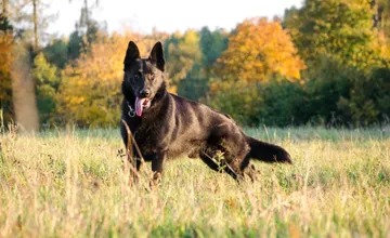 Dva voľne pustené psy napadli vo Zvolene ženu aj jej psíka. Mohla som o neho prísť, hovorí po útoku svorky Sofia