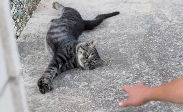 V Bystrickom kraji sa kradnú mačky, zlodeji jazdia po obciach a mestách na autách. Kde všade ich videli?