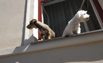 FOTO: Psíky vykúkajúce z okna sa v Štiavnici stali nečakanou atrakciou, tešia okoloidúci, tí si ich s radosťou fotia 