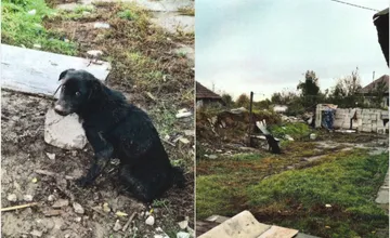 Polícia obvinila ženu zo Žiaru nad Hronom z týrania zvieraťa, mladého psíka mala držať bez vody a jedla