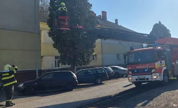 FOTO: Miroslava si nevedela dať rady, jej kocúrik uviazol na 6 hodín na strome, neuveríte, kto ho musel zachrániť