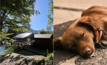 Obyvateľka našla pri jazierku neďaleko Bystrice  zúboženého psíka. Muž, ktorý sa o neho stará, na jej obvinenia reaguje