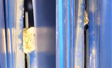 VIDEO: Mačka uviazla pod dvojtonovou unimobunkou pri nemocnici vo Zvolene, kto ju odtiaľ dokázal vyslobodiť?