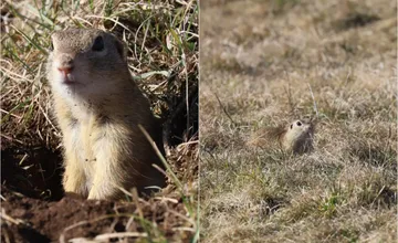 VIDEO: Muránska planina sa chystá na prvých turistov. Prebudili sa už jej najroztomilejší obyvatelia?