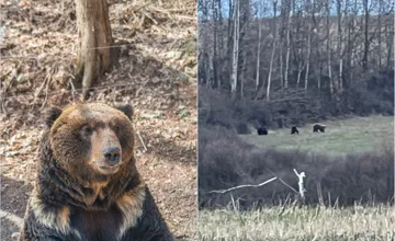 FOTO: Neďaleko Zvolena videli viacero medveďov. Ide o obľúbenú lokalitu, kam chodia ľudia často na prechádzky