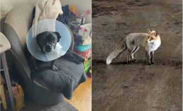 Líška na sídlisku v Bystrici napadla venčiaceho psíka, prípady pribúdajú. Najskôr všetkých tešila, situácia sa však mení