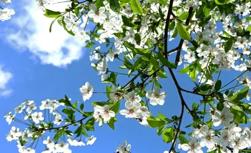 Dnes sa začína astronomická jar, od tohto dňa sa budú dni naďalej predlžovať