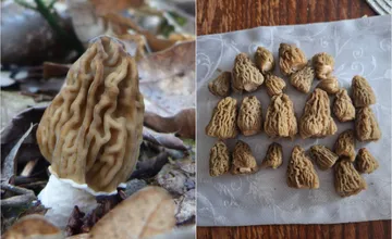 FOTO: Hubári sa tešia z prvých úlovkov, kde v Banskobystrickom kraji sa začínajú objavovať delikátne smrčky?