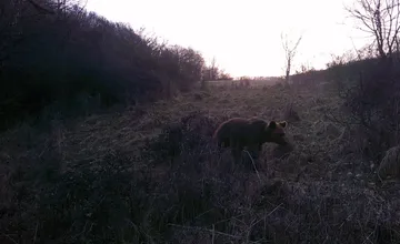 FOTO: V obci pri Žiari nad Hronom zachytili pohyb medveďa, v tejto oblasti ich môže byť viac