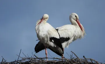 FOTO: Bociany už obsadzujú hniezda na juhu stredného Slovenska, obyvatelia nadšene sledujú ich návrat