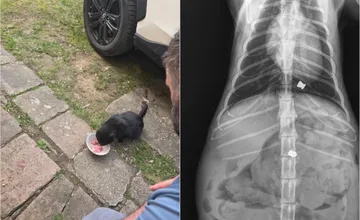 V Banskobystrickom kraji riešia otrasné prípady streľby po mačkách, veterinár potvrdil, že ich je množstvo