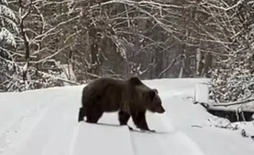 Na Horehroní videli viacero medveďov, v tejto oblasti si dajte veľký pozor, do terénu vyslali zásahový tím
