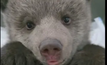 VIDEO: Malé medvedice prosperujú, vďaka náročnej starostlivosti sa im darí, ich progres sleduje s nadšením celá krajina