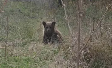 Neďaleko Lučenca sa pohybovalo mláďa medveďa, obyvateľov vyzývajú, aby do tejto lokality nechodili