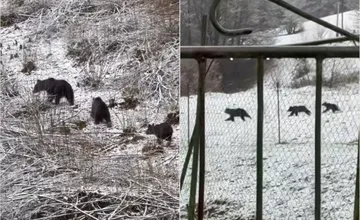 VIDEO: Neďaleko Banskej Bystrice behali medvede priamo pri domoch, zaskočená žena ich natočila zo svojho okna