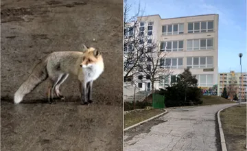 Líška na sídlisku v Bystrici opäť napadla venčiaceho psa v lokalite, kde sa pohybujú deti, miestni majú obavy