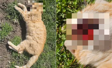 Peter, ktorému otrávili mačky, varuje ľudí v okolí, v Bystrickom kraji stúpol aj počet krádeží domácich miláčikov