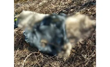 Obyvateľka Jelšavy upozornila na smutný nález, práve počas veľkonočnej prechádzky takýto pohľad nečakala