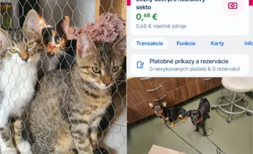 FOTO: Združenie Labka zo Zvolena, ktoré pomáhalo zvieratkám, končí. Jeho zakladateľka hovorí o boji o prežitie