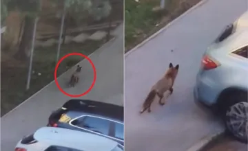 VIDEO: Na sídlisku v Bystrici pobehuje naďalej líška, napadnutia pribúdajú, miestni obyvatelia majú obavy